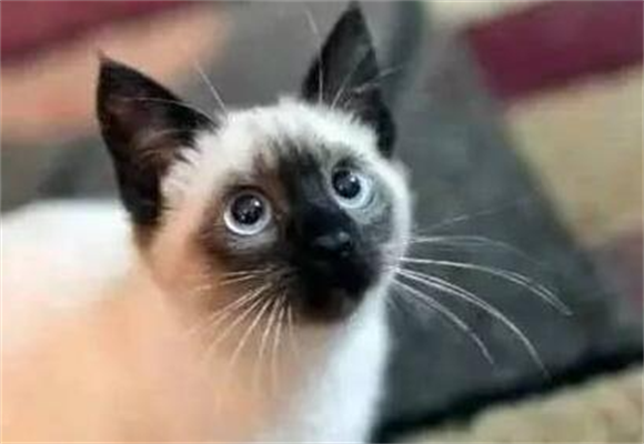 暹罗猫早上不停叫怎么解决？