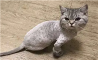 为什么猫咪讨厌剪毛