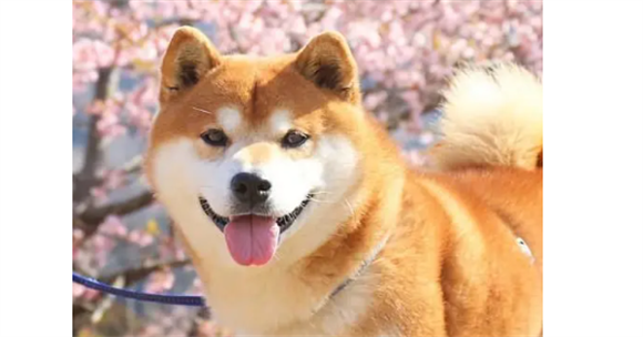 秋田犬怎么样适合养么