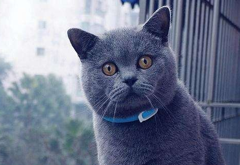 6个月的猫不会跳还恐高,该怎么锻炼它? 6个月的猫不会跳还恐高,该怎么锻炼它?