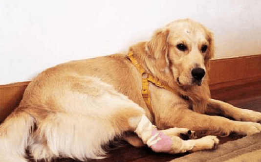 爱犬关节疼痛怎么办？狗狗骨骼知识大科普！