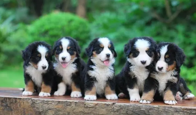 上海有名的犬舍排名 上海有名的犬舍排名