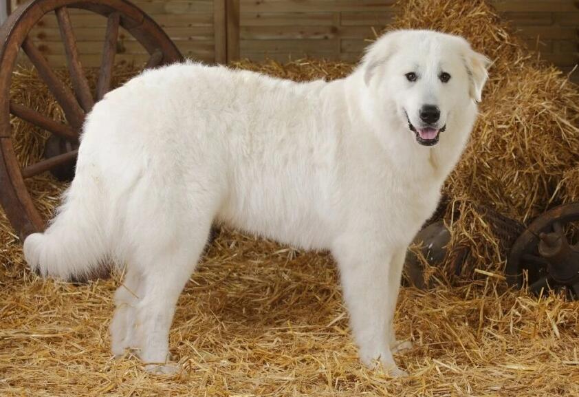 大白熊犬和狼谁厉害