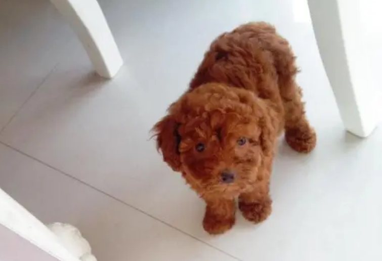 泰迪怎么样才会喜欢梳毛的人