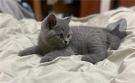 蓝猫和科拉特猫的区别