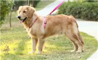 CBBPET宠物牵引绳怎么样