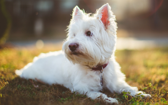 犬瘟热传染人吗?犬瘟热怎么治疗呢?