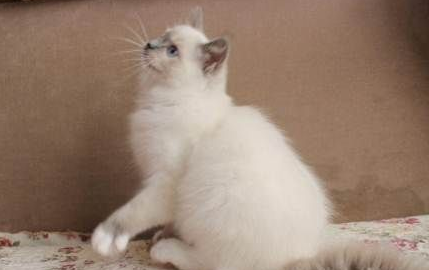布偶猫什么时候不咬人？布偶猫什么时候出现咬人情况？