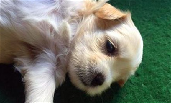 罗福梗幼犬得怎么护理？