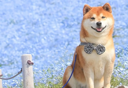 柴犬腿细是锻炼不够吗?柴犬腿细是可能怎么回事? 柴犬腿细是锻炼不够吗?柴犬腿细是可能怎么回事?