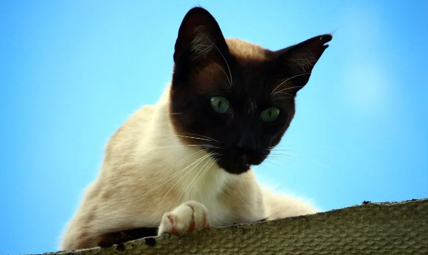 暹罗猫幼猫和成猫的护理方法？