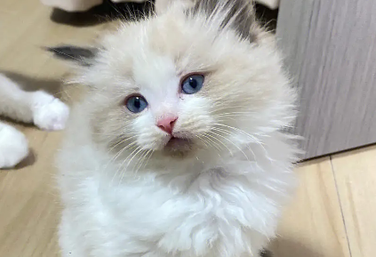 布偶猫耳朵脏，解决布偶猫耳朵脏竟然这么简单！