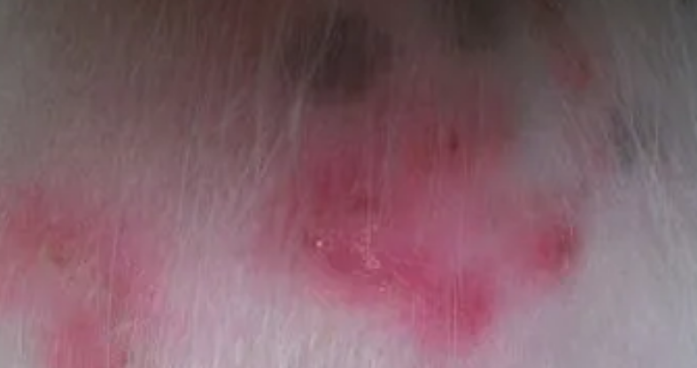 狗狗真菌性皮肤病的介绍以及治疗方法？