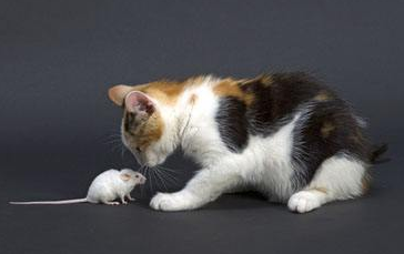 猫咪会孕吐吗怎么办?铲屎官来看看吧 猫咪会孕吐吗怎么办?铲屎官来看看吧
