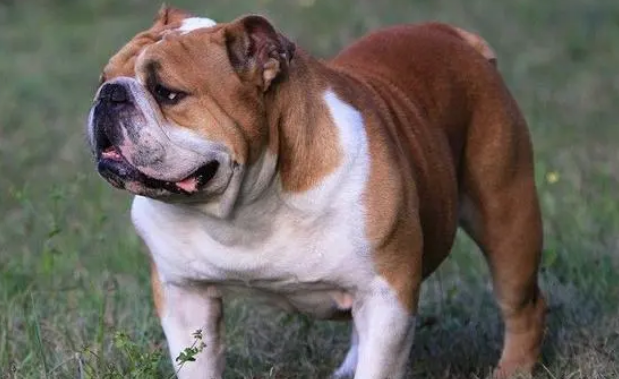 英国斗牛犬多久发情啊