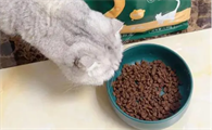 宠趣猫粮怎么样