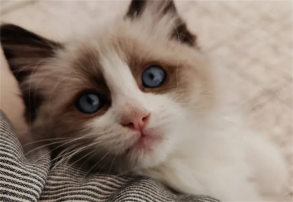 猫膀胱结石怎么办？这样做最好？