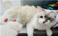 布偶猫吃什么化毛膏