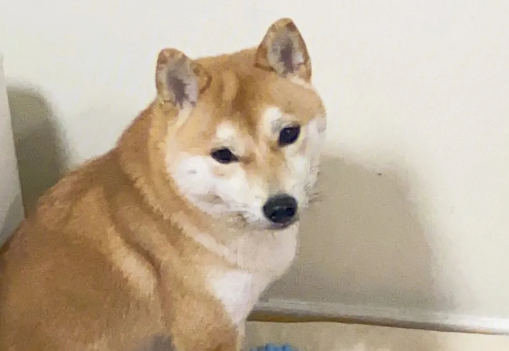 柴犬乱叫怎么办?解决柴犬乱叫的两个方法 柴犬乱叫怎么办?解决柴犬乱叫的两个方法