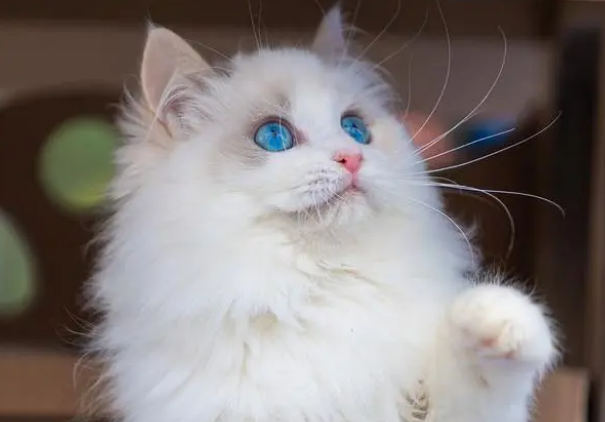 布偶猫喜不喜欢被抱，布偶猫不喜欢被人抱是怎么回事？