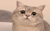 猫咪为什么不要猫衣服