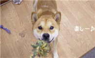 柴犬小时候毛色？柴犬原来有这么多颜色！