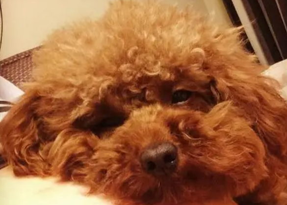 泰迪多久出现胎动正常