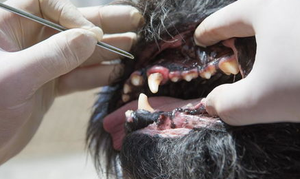 如何防止小狗有牙结石？狗狗得了牙结石会怎么样？