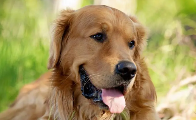 金毛犬拉的软便很臭是正常的吗?狗狗健康! 金毛犬拉的软便很臭是正常的吗?狗狗健康!