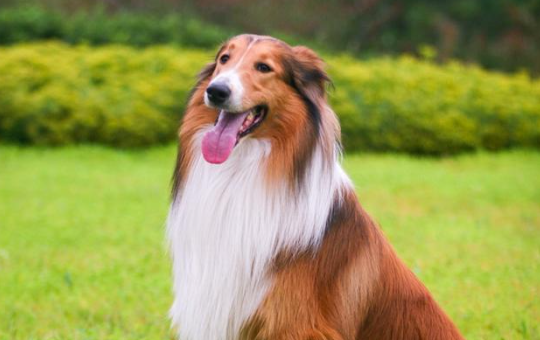 苏格兰牧羊犬牙齿松动了怎么办？