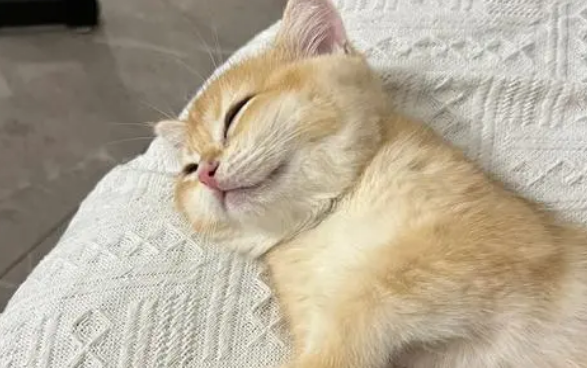 如何训练猫猫在固定的地方睡觉? 如何训练猫猫在固定的地方睡觉?