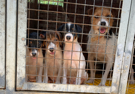 太仓猎犬和土猎哪个好 太仓猎犬和土猎哪个好