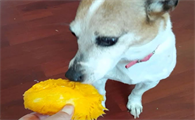 狗可以吃芒果吗为什么
