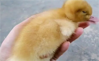 小鸭子会认主人吗为什么