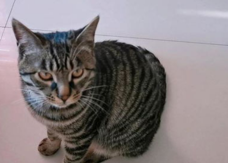 猫低吼怎么办? 猫低吼怎么办?