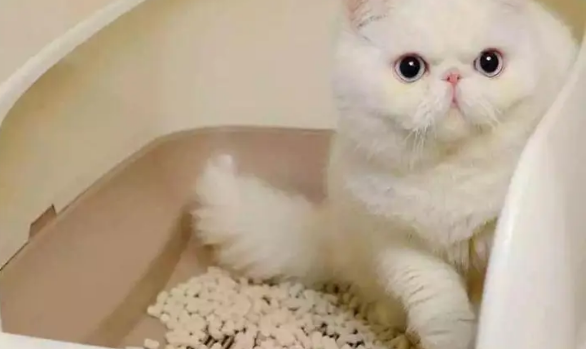 神经猫猫砂怎么样 神经猫猫砂怎么样