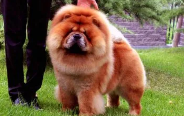 松狮犬适合家养吗？是一种非常挑剔的宠物犬！