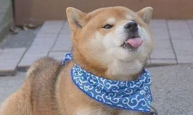 金毛和柴犬哪个好养 金毛和柴犬的具体分析