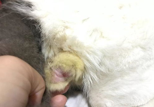 舍不得给狗狗绝育,阴囊发炎了咋整? 舍不得给狗狗绝育,阴囊发炎了咋整?