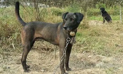 蓝斑猎犬打猎怎么样？