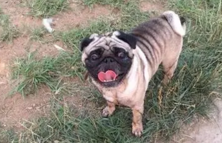 巴哥犬什么时候配种合适呢