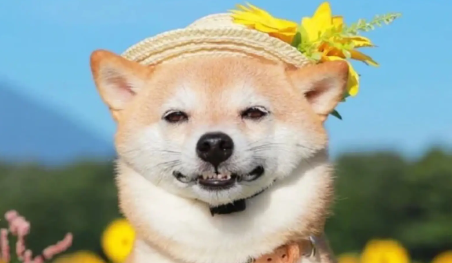 柴犬脚趾分叉,柴犬脚趾分叉的原因? 柴犬脚趾分叉,柴犬脚趾分叉的原因?