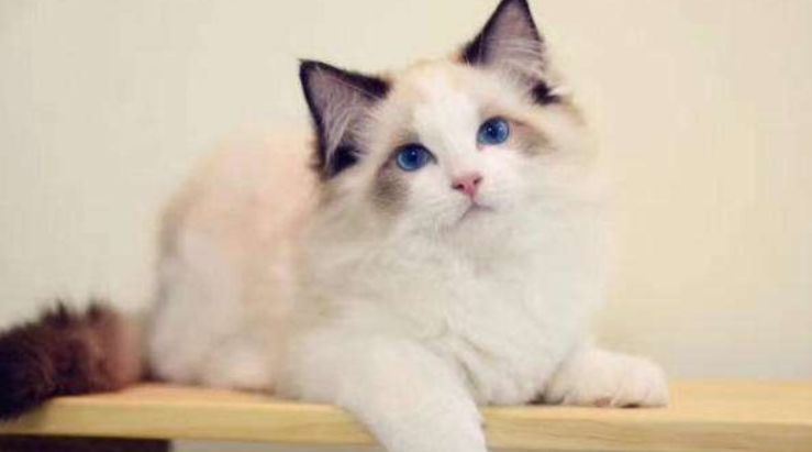 布偶猫和矮脚猫选哪个？这么选就对了！