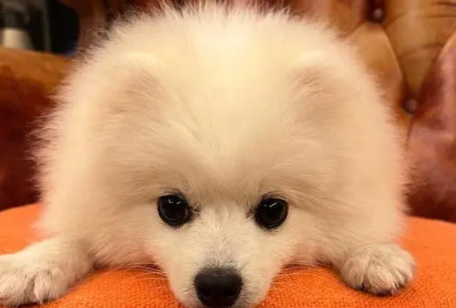 博美犬100元一只