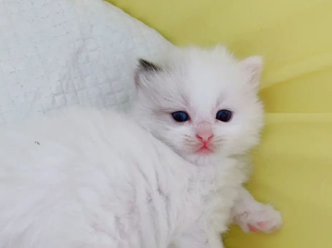 布偶猫乱咬东西的处理方法,布偶猫乱咬东西原来是这个原因导致的 布偶猫乱咬东西的处理方法,布偶猫乱咬东西原来是这个原因导致的