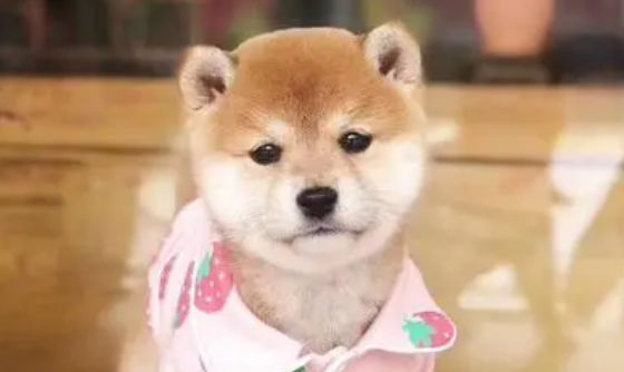 柴犬一斤狗粮能吃多久?柴犬喂养不当会出现哪些后果? 柴犬一斤狗粮能吃多久?柴犬喂养不当会出现哪些后果?