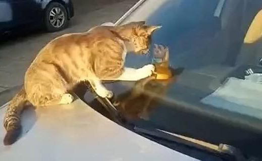 看见一只橘猫趴在车上,刚想去赶走它,走近后却默默拿出手机 看见一只橘猫趴在车上,刚想去赶走它,走近后却默默拿出手机