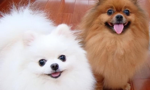 博美犬性格特点是什么 博美犬性格特点是什么