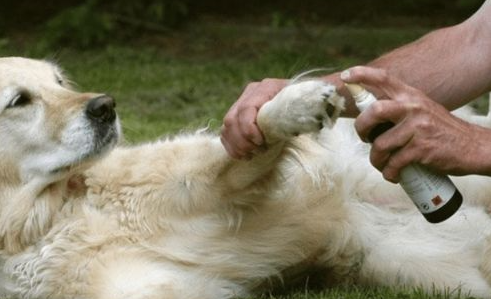 怎么辨别狗狗的感冒犬瘟和细小? 这些事儿你一定要知道! 怎么辨别狗狗的感冒犬瘟和细小? 这些事儿你一定要知道!