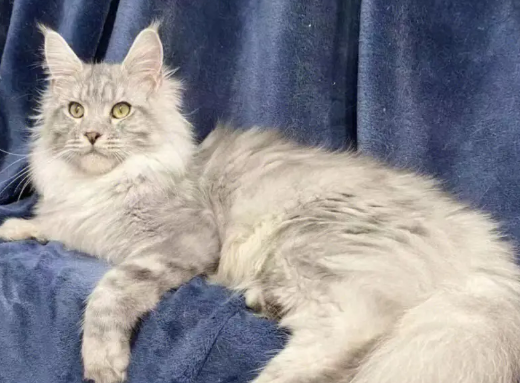 缅爱缅因猫舍怎么样
